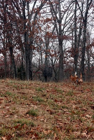 What the Buck Saw