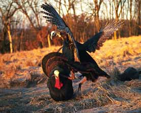 gobbler and deke