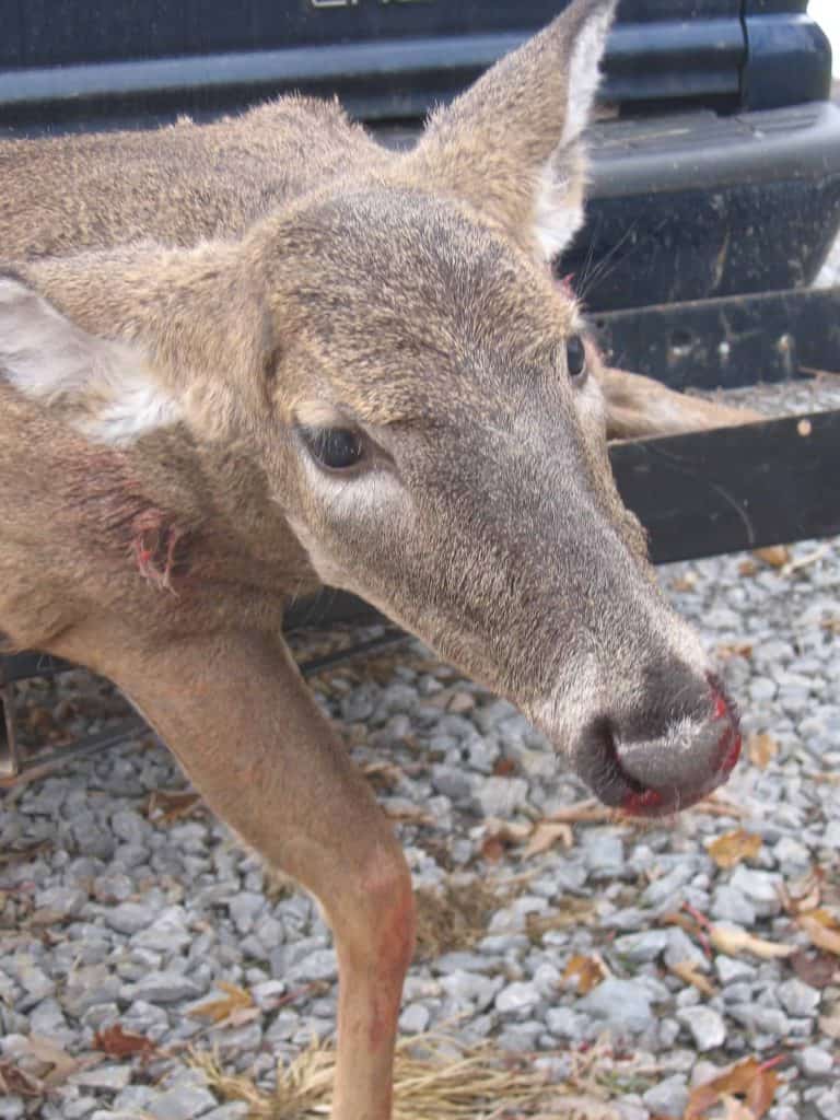 Harvesting Doe