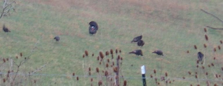 When Should I start Scouting for Turkeys?
