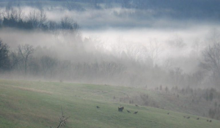 Turkey Season 2018 Post-Mortem