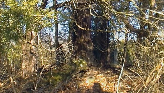 PODCAST: Where do the Turkeys Go?