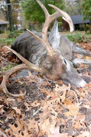 Shamanic Guide: Some Basic Misconceptions