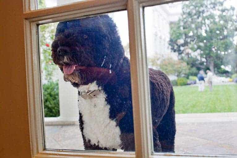 Ban the Matches, Save Bo