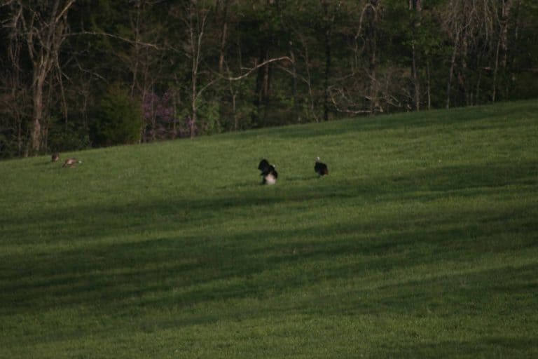 When to start scouting Turkeys