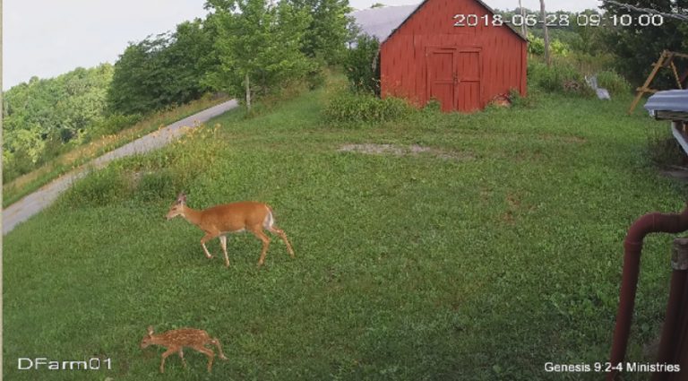 Momma, I want to Swing!