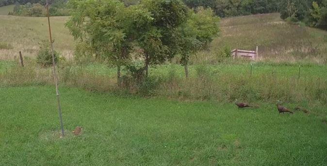 Turkey Poults in the Yard