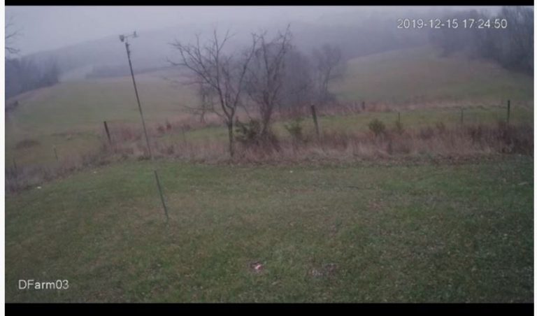 Whitetail Feeding Frenzy