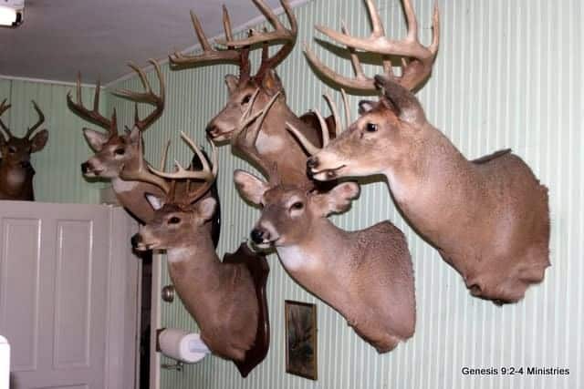 More on Deer Intelligence