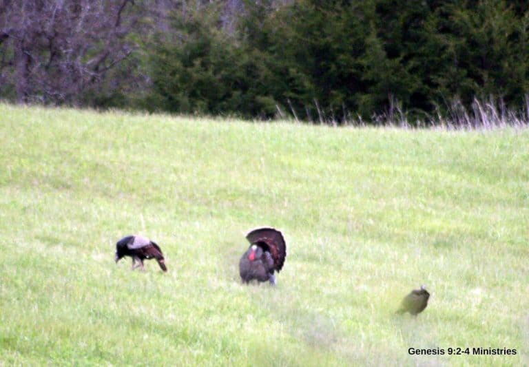 How Loud Should I Call?