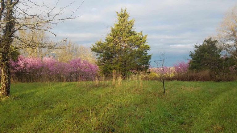 PODCAST:  Another Galloping Gobbler