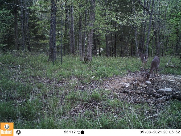 Mineral Licks– now’s the time!!!