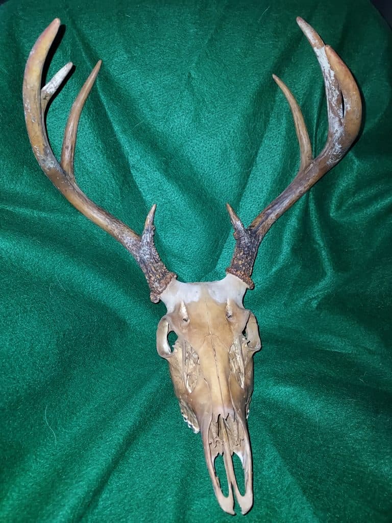 European Mount in the Works