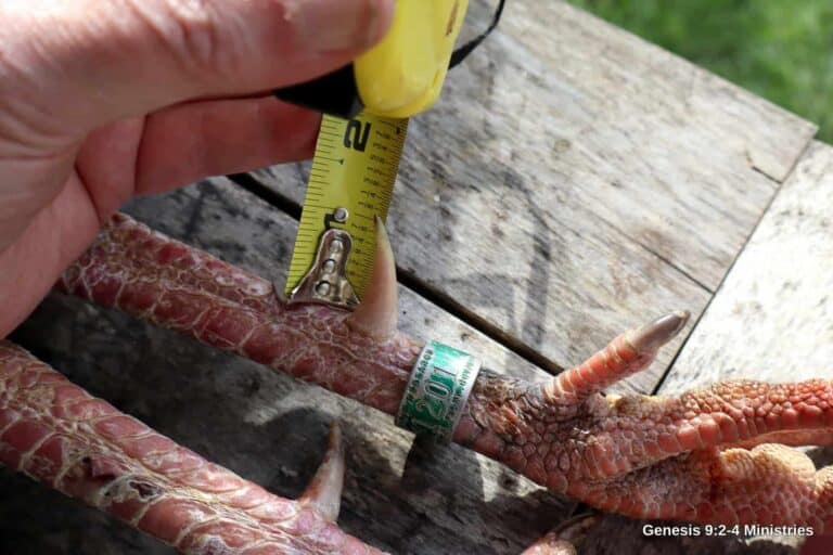 Update on the Banded Bird