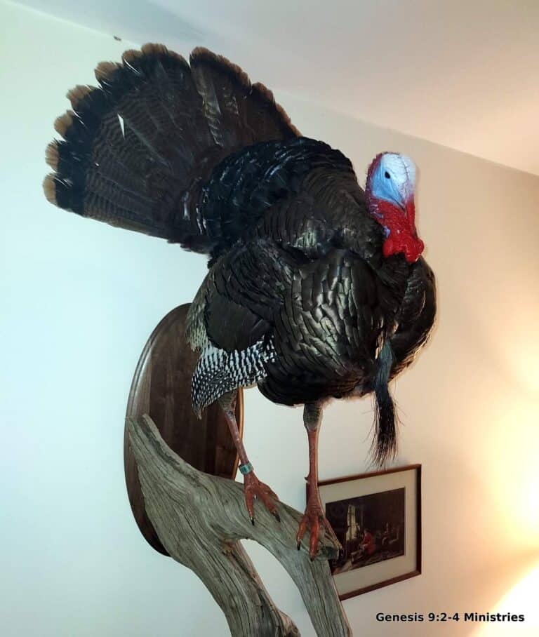 The Turkey’s Back