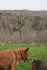 IMG_2131.jpg