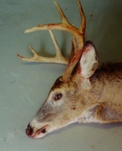 deer20030044.jpg