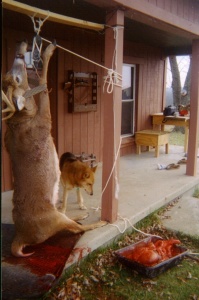 deer2003005.JPG